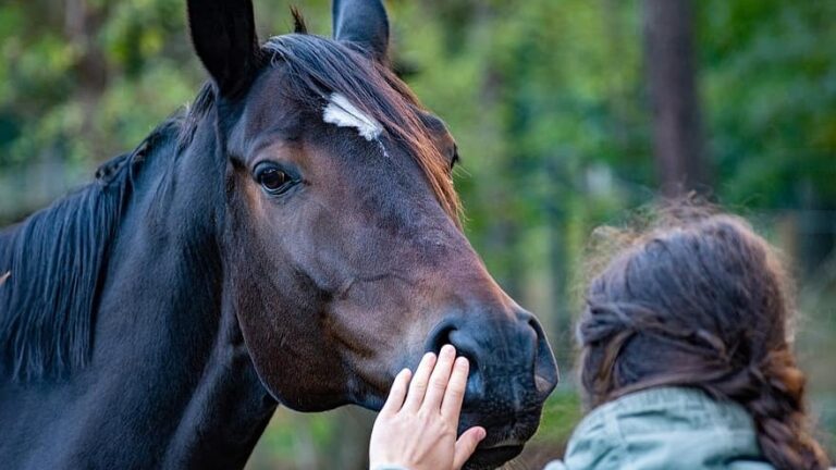 horse hand friendship contact stroke mane equine friends human